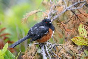 Spotted Towhee