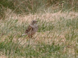 Richard's Pipit