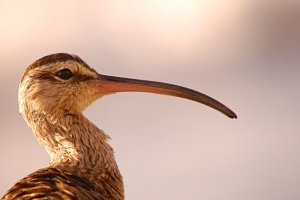 The nobility of the whimbrel