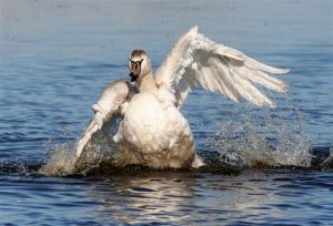 Mute Swan