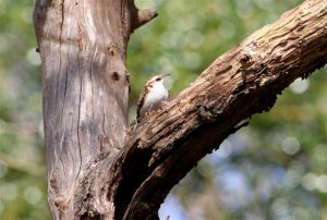 Treecreeper