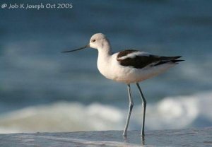 "Come on in, its not that cold" says an American Avocet