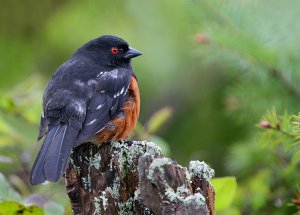 Spotted Towhee