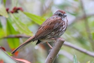 Song Sparrow