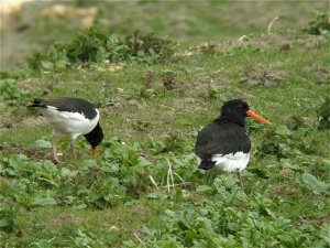 Oystercatchers