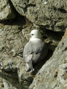 Fulmar