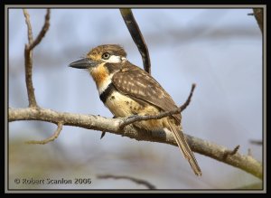 Russet-throated Puffbird