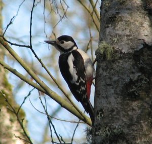 Greater Spotted Woodpecker