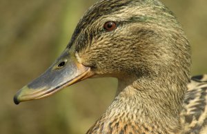 Just a Duck (Close-up)