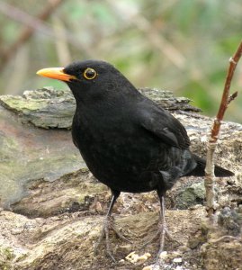 A Blackbird