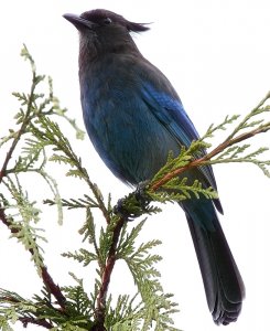 Steller's Jay