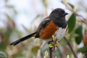 Spotted Towhee