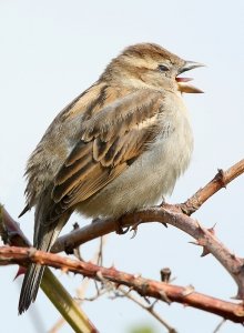 Female House Sparrow