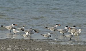 Gang of terns