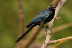 ruppell's longtailed glossy starling