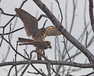 Kestrel Sex