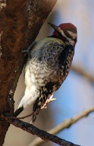 Yellow-bellied Sapsucker