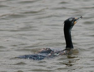 Double Crested Cormorant