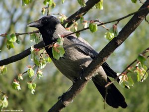 Hooded Crow