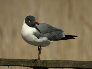 Laughing Gull