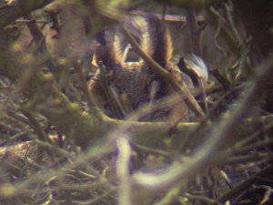 Long Eared Owl