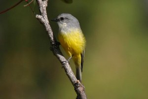 Western yellow robin