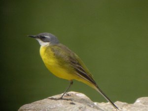 Yellow wagtail