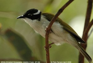 White-throated Honeyeater