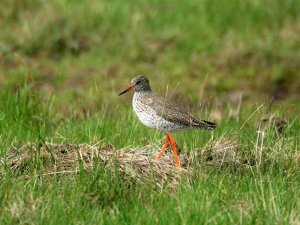 Redshank ?