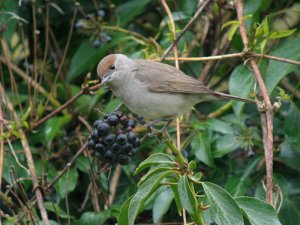 blackcap