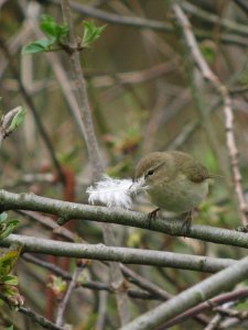 one lucky chiffchaff