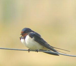 Swallow