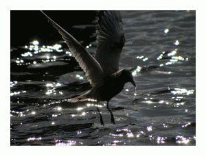Black Headed Gull in evening light