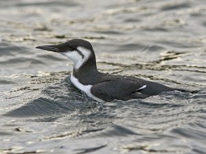 Common Guillemot