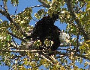 Eagle in Spring