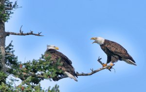 Bald Eagles