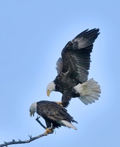 Bald Eagles