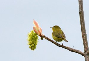 Orange-crowned Warbler