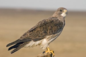 Swainson's Hawk?