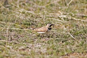 Horned Lark