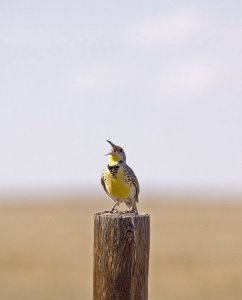 Western Meadowlark