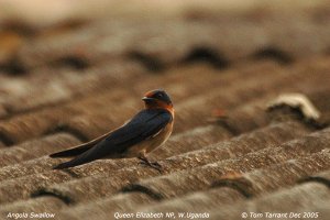 Angola Swallow