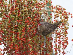 Australasian Figbird