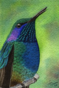 Green Violet-Eared Hummingbird
