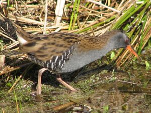 water rail