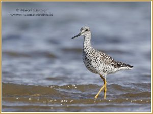 Shorebirds serie : Greater Yellowlegs 3