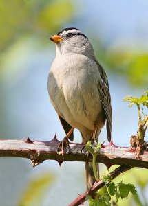 White-crowned Sparrow