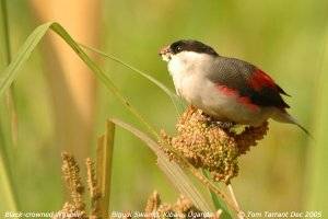 Black-crowned Waxbill