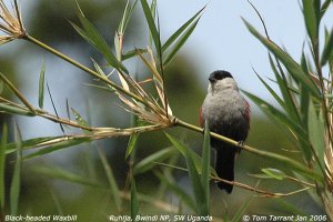 Black-headed Waxbill