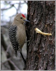 Gila Woodpecker and Seed Pod